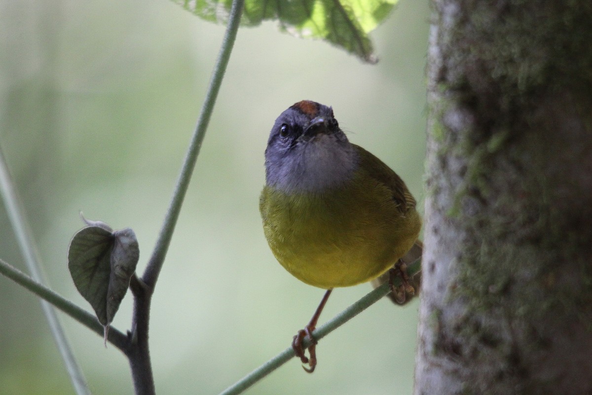 Russet-crowned Warbler - ML615945077