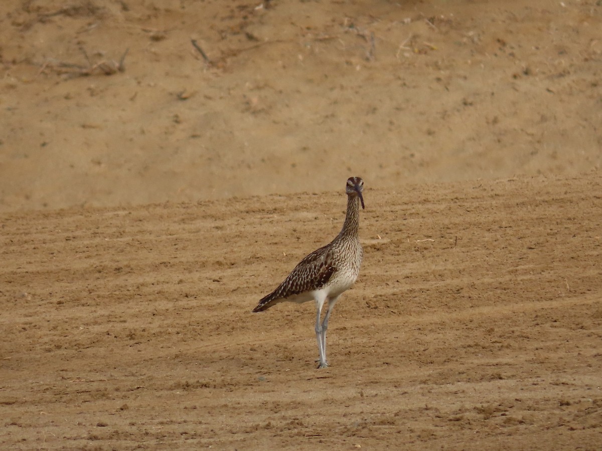 Regenbrachvogel - ML615945078