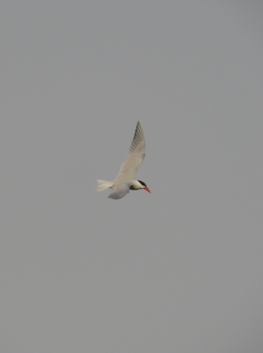 Caspian Tern - Ute Langner