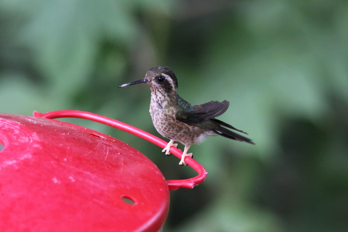Speckled Hummingbird - ML615945106