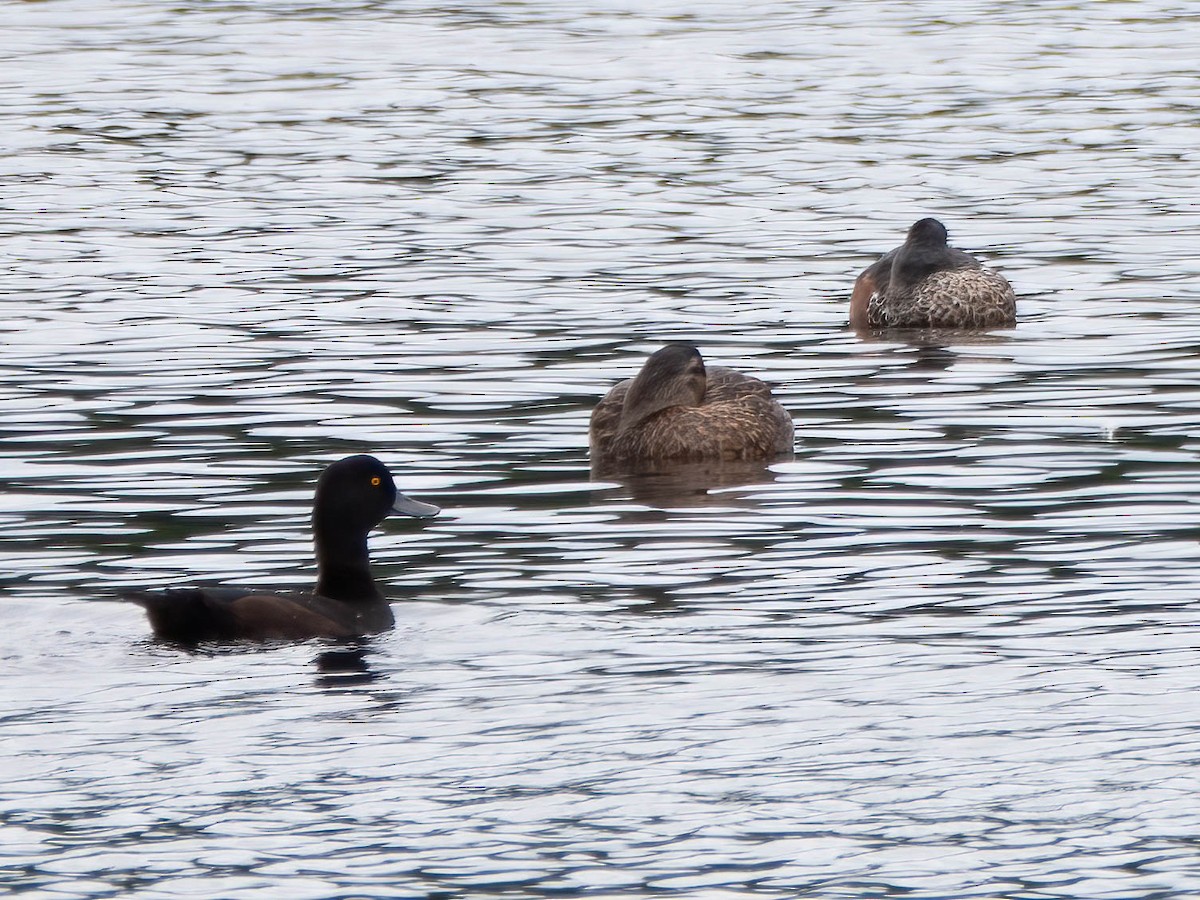 Australasian Shoveler - Jan Lile