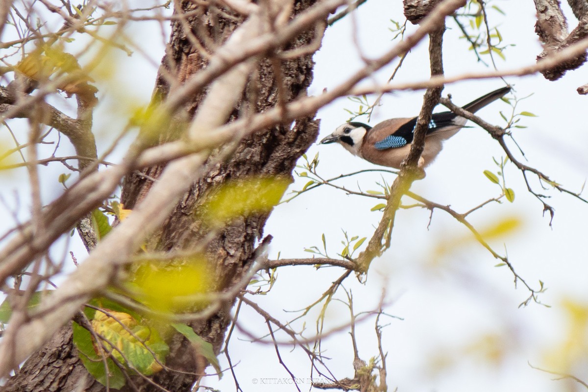 Eurasian Jay - Kittakorn Inpang