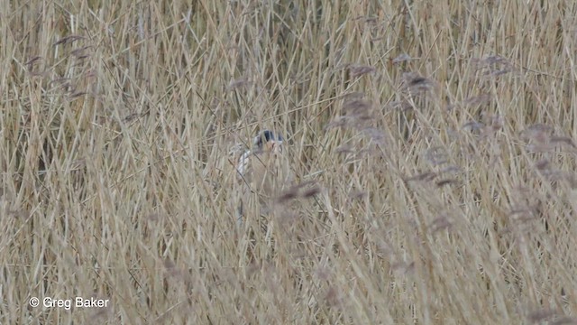 Eurasian Bittern - ML615945256