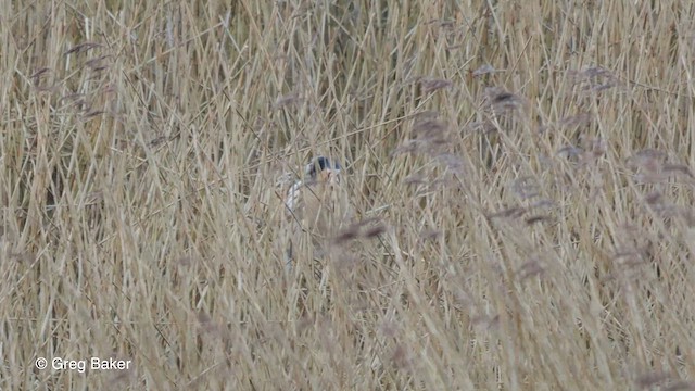 Great Bittern - ML615945256