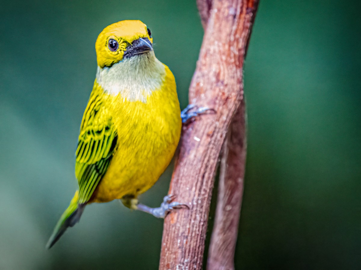 Silver-throated Tanager - ML615945274