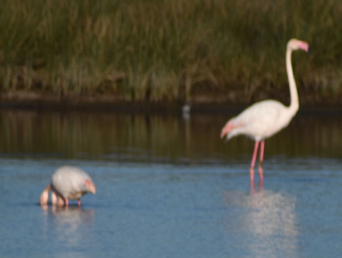 Greater Flamingo - ML615945284