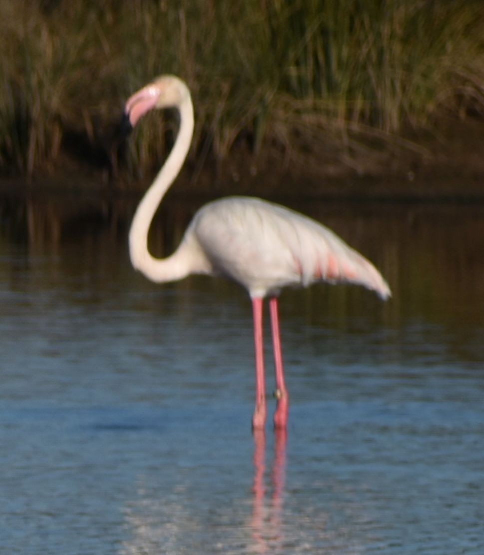 Розовый фламинго - ML615945285