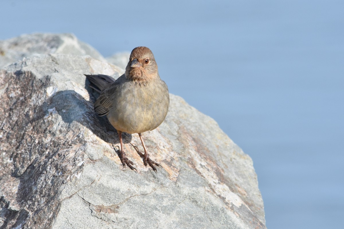 California Towhee - ML615945286