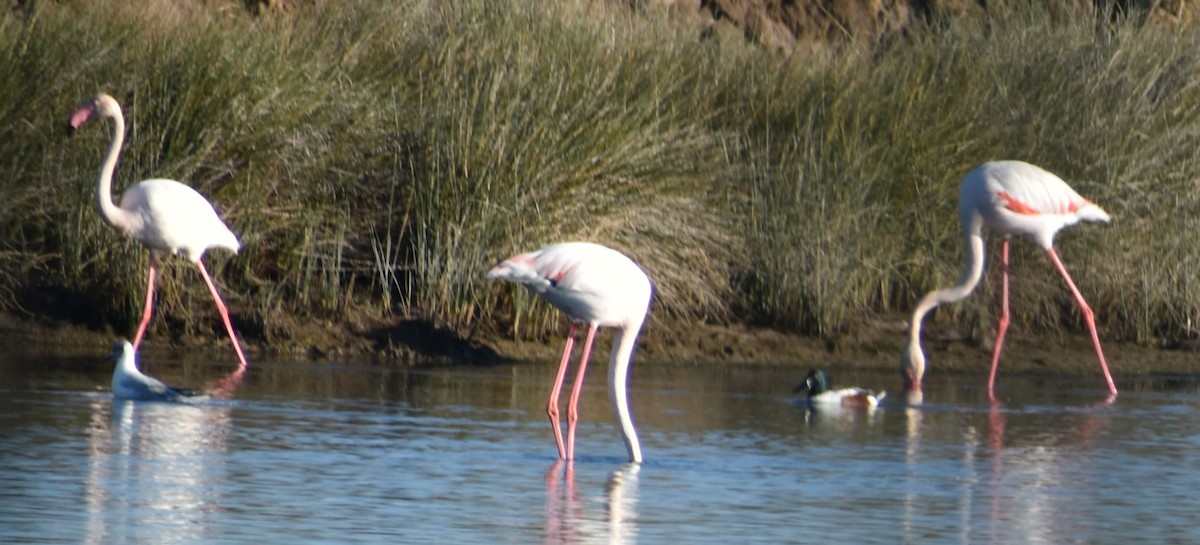 Greater Flamingo - ML615945294