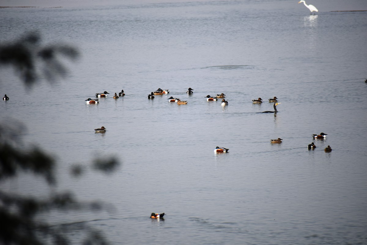 Northern Shoveler - ML615945297