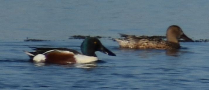 Northern Shoveler - ML615945312