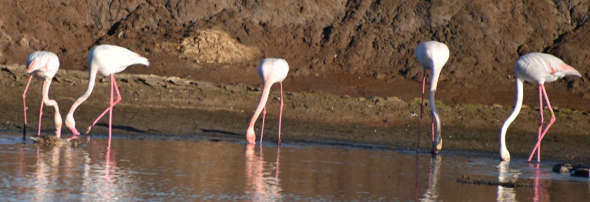 Greater Flamingo - ML615945316