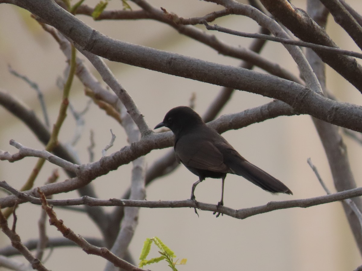 Black Scrub-Robin - Ute Langner