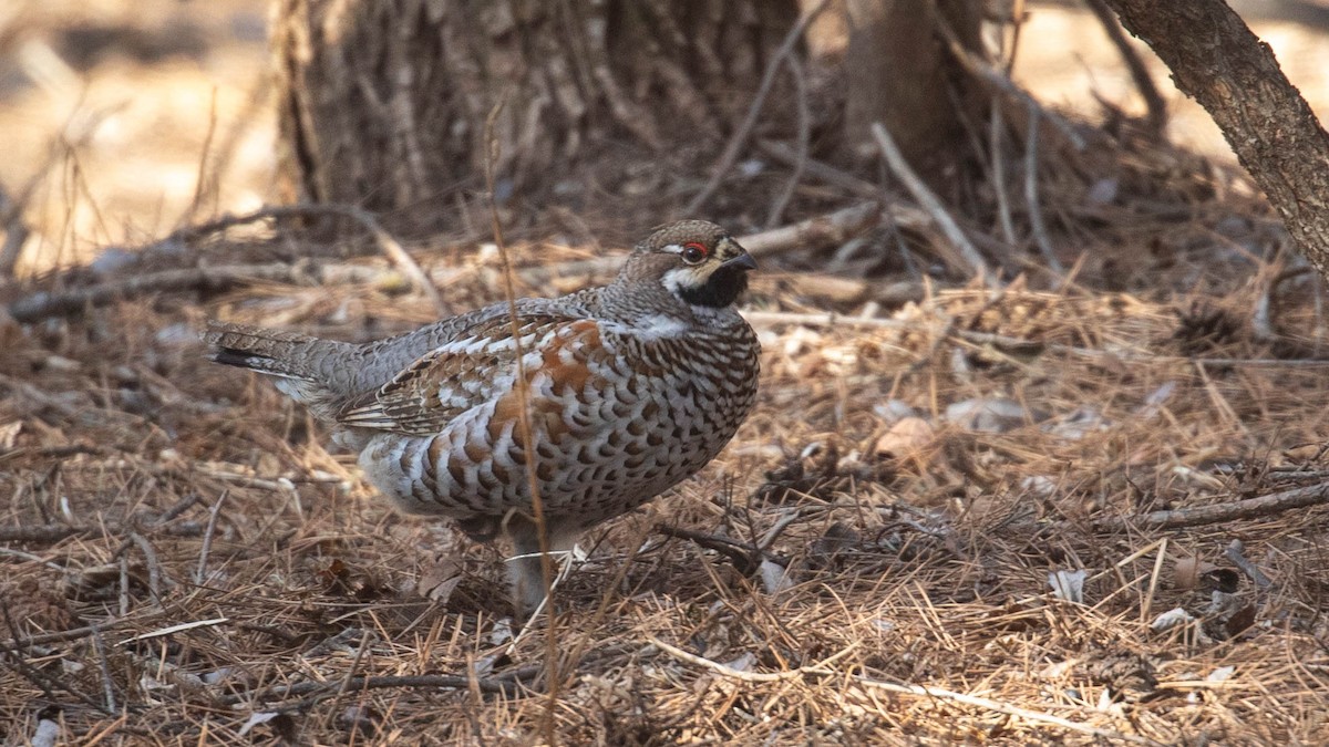 Hazel Grouse - Mengshuai Ge