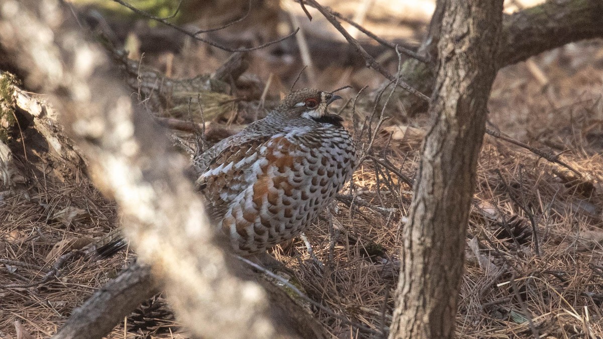 Hazel Grouse - ML615945331