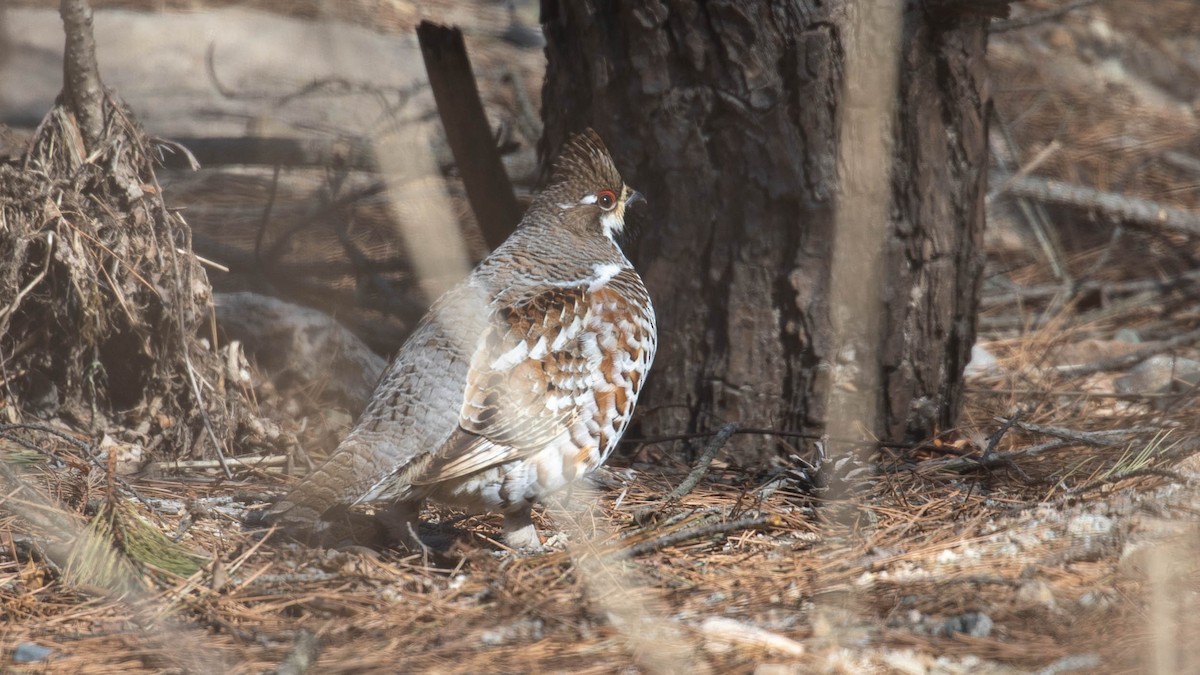 Hazel Grouse - Mengshuai Ge