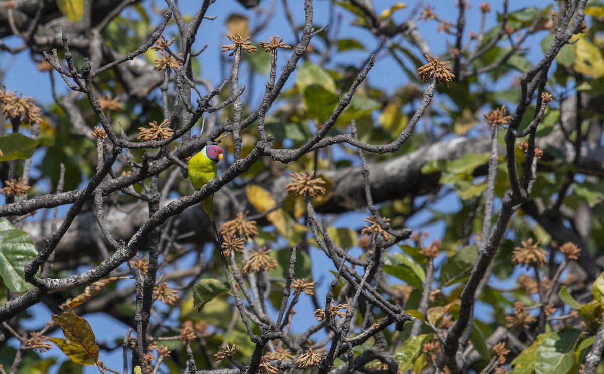 Plum-headed Parakeet - ML615945359