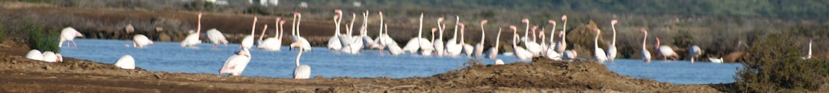 Greater Flamingo - ML615945386