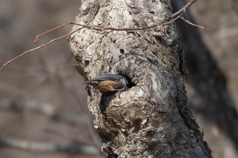 Eurasian Nuthatch (Buff-bellied) - ML615945393