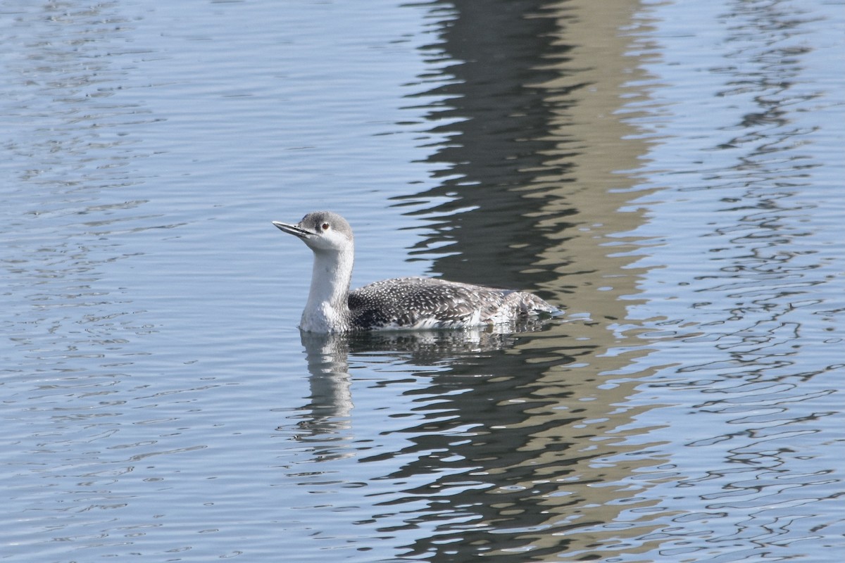 Red-throated Loon - ML615945414