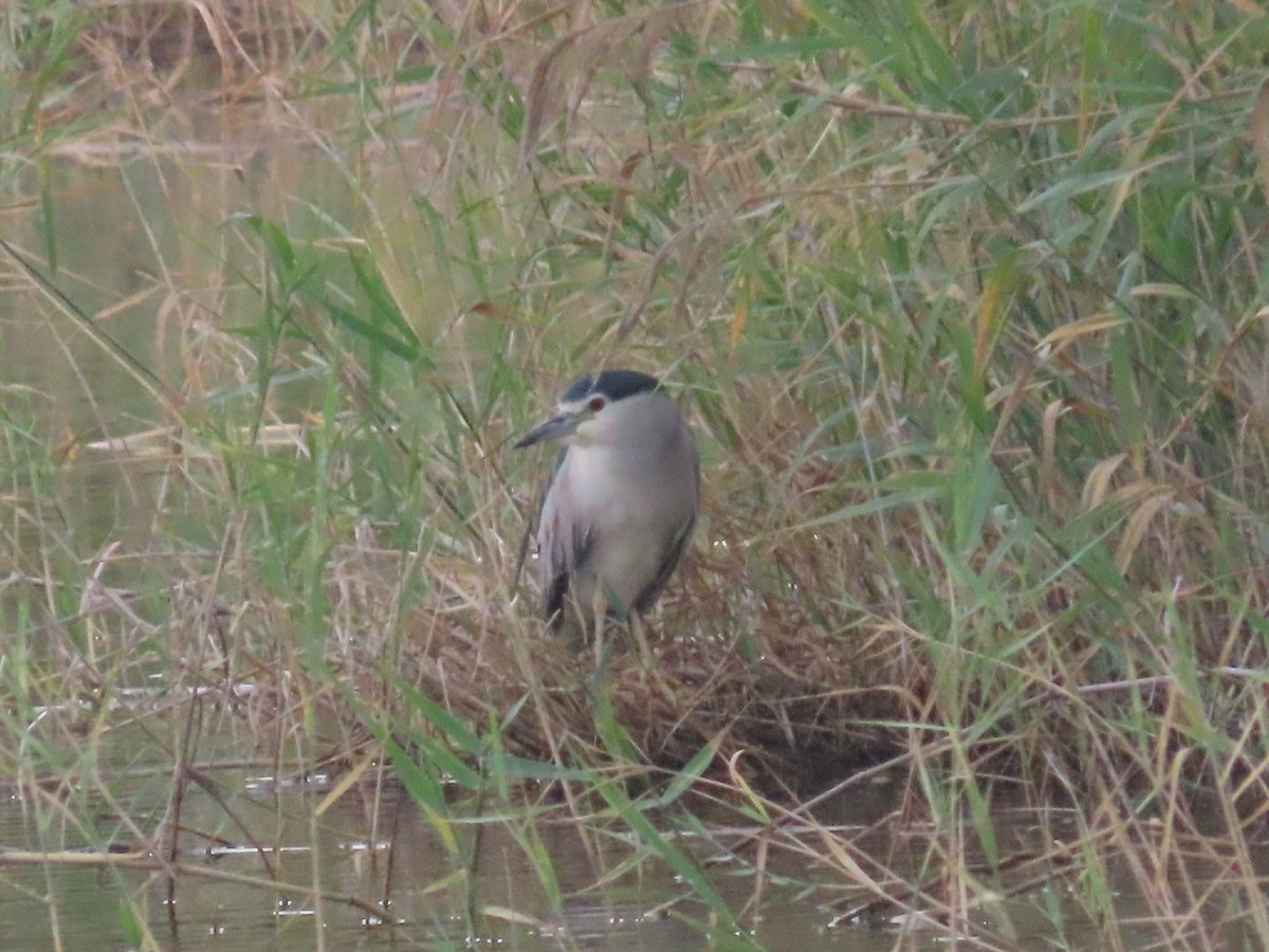 Black-crowned Night Heron - ML615945437