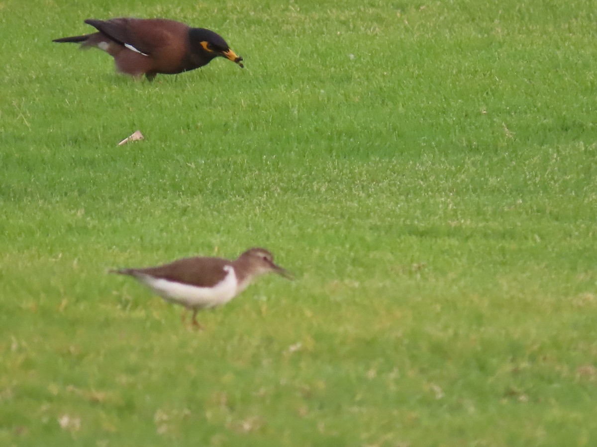 Common Myna - Ute Langner