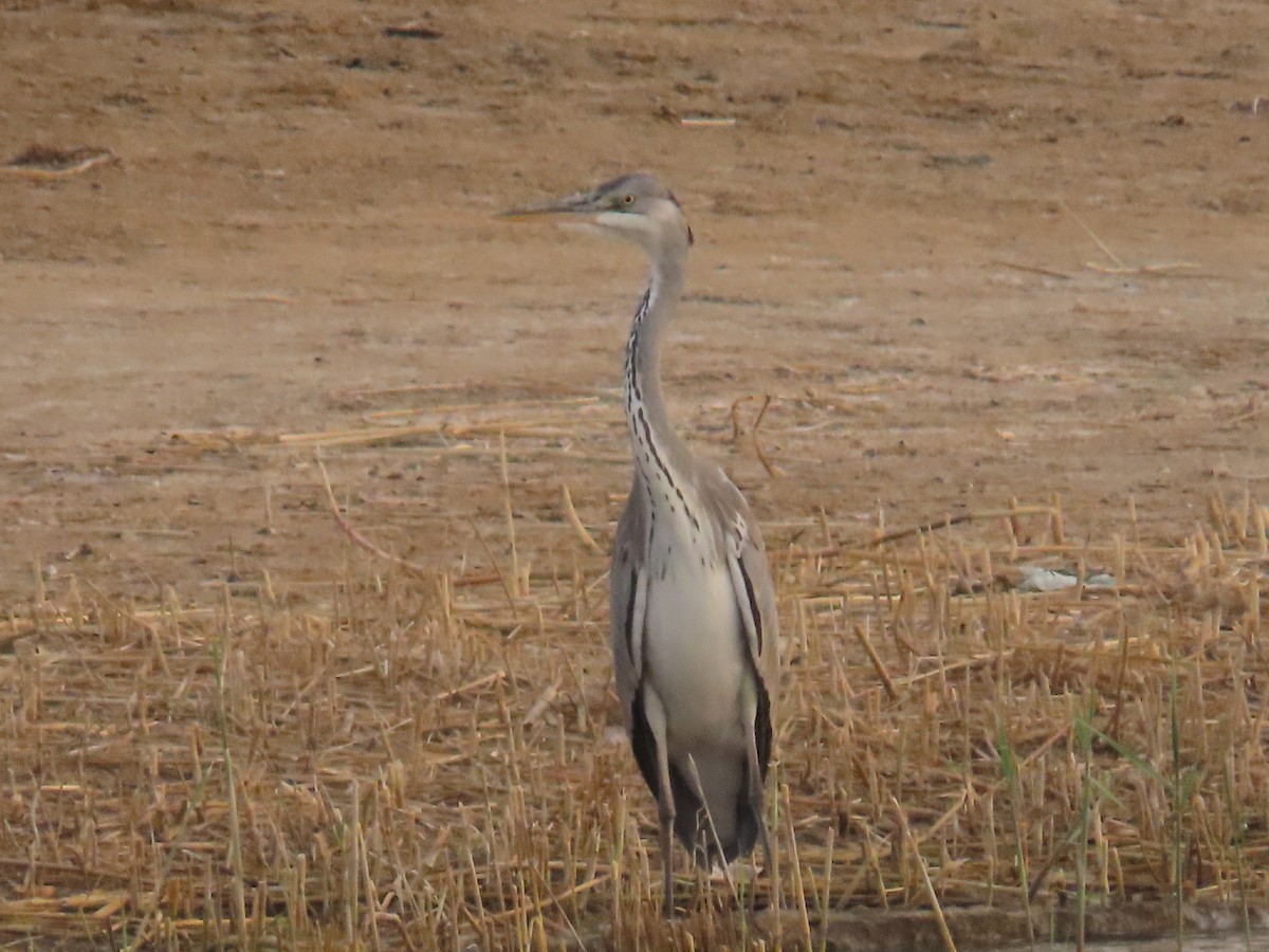 Gray Heron - Ute Langner