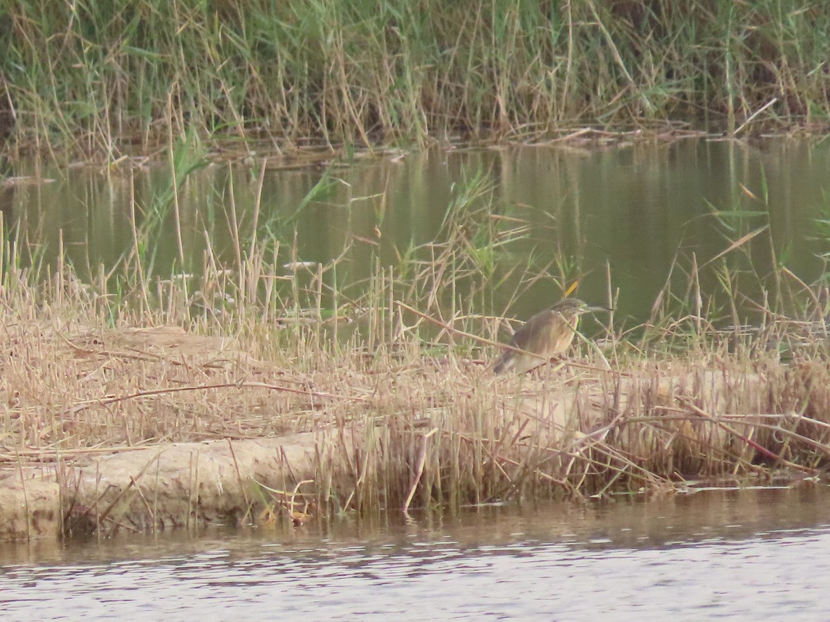 Squacco Heron - ML615945473