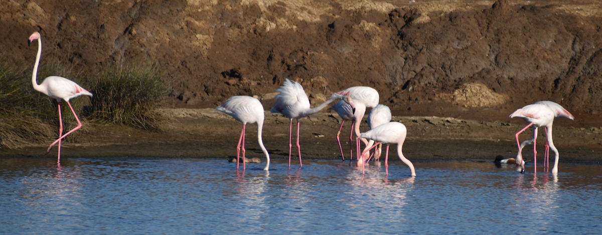 Greater Flamingo - Sally Anderson