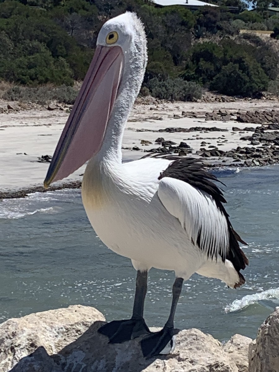 Австралийский пеликан - ML615945510