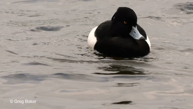 Tufted Duck - ML615945546