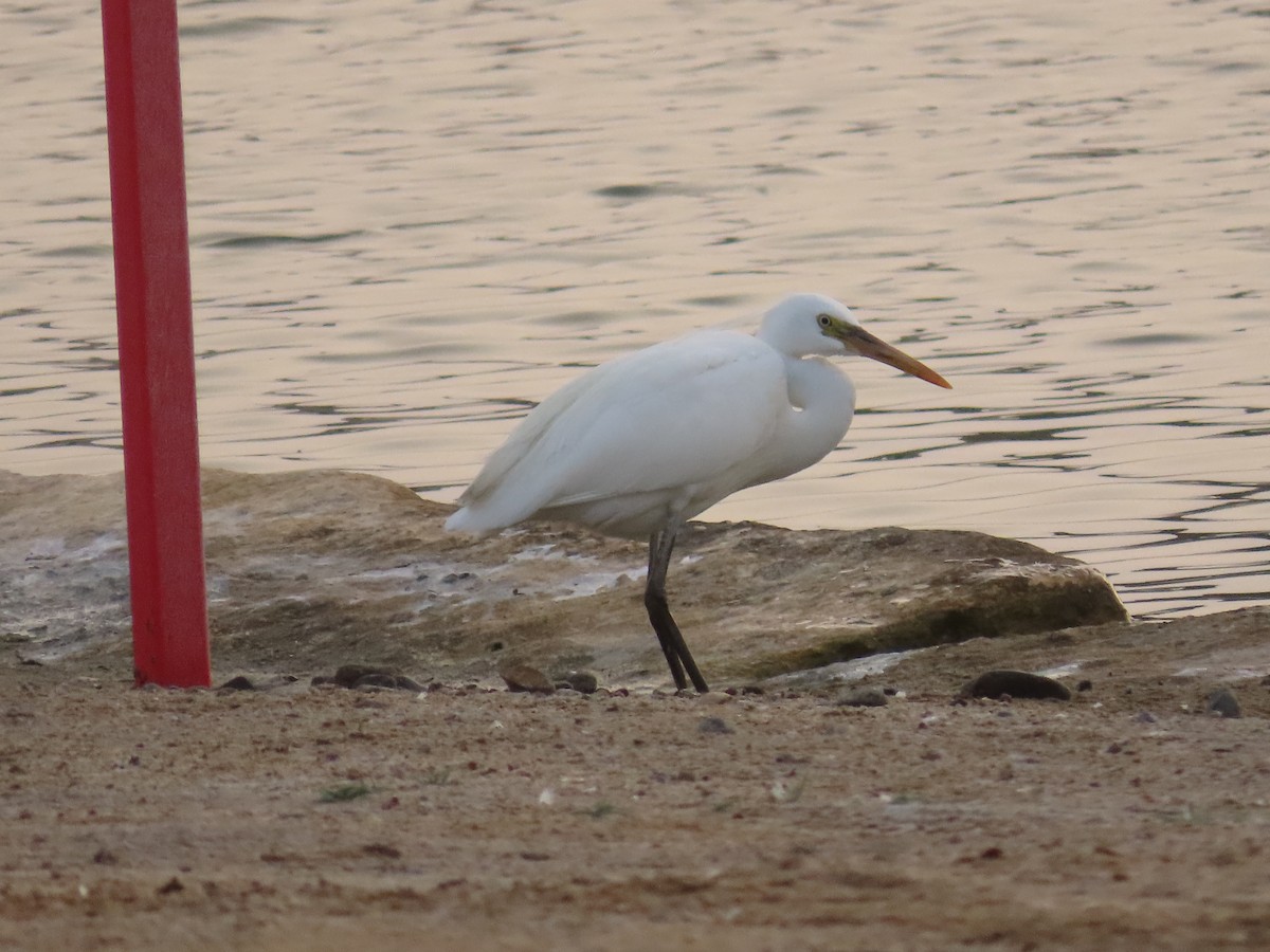 Western Reef-Heron - Ute Langner