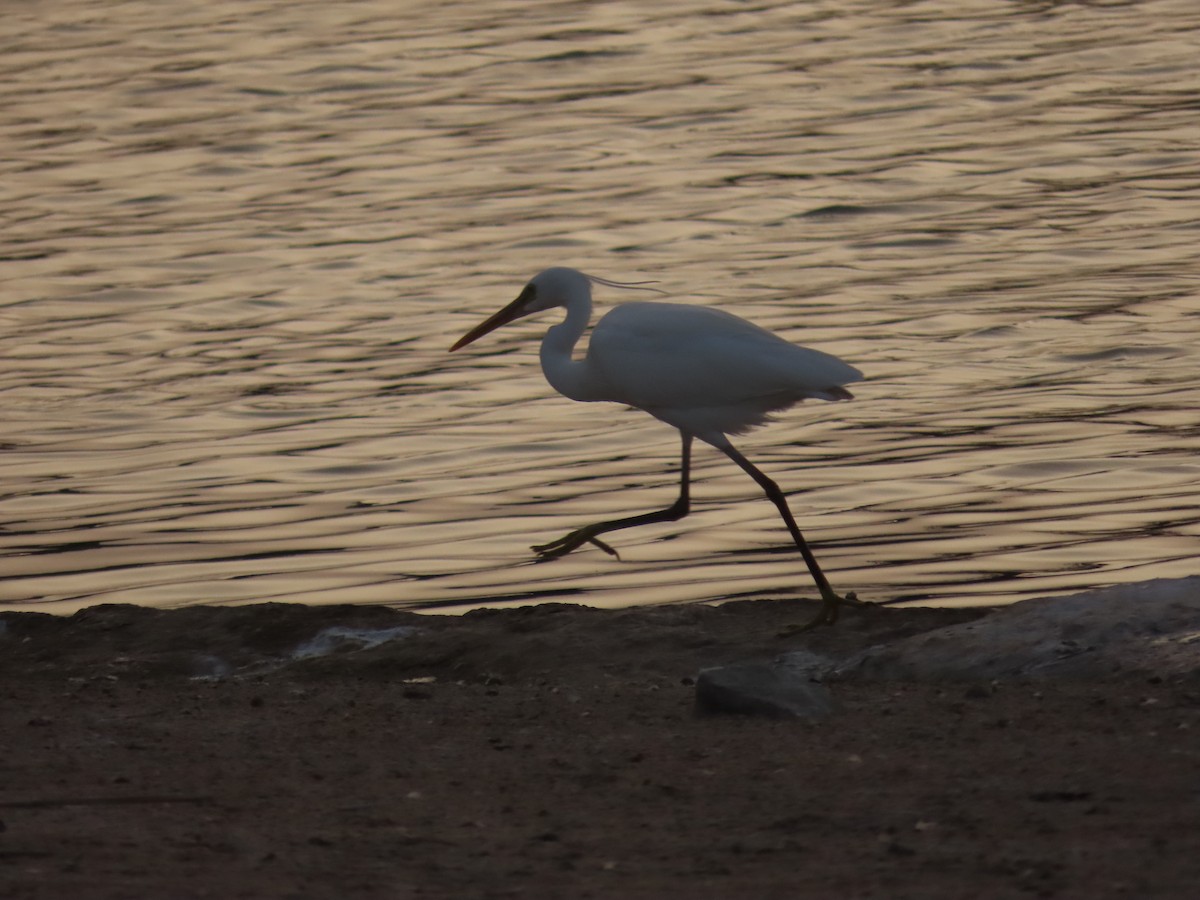 Aigrette à gorge blanche - ML615945613