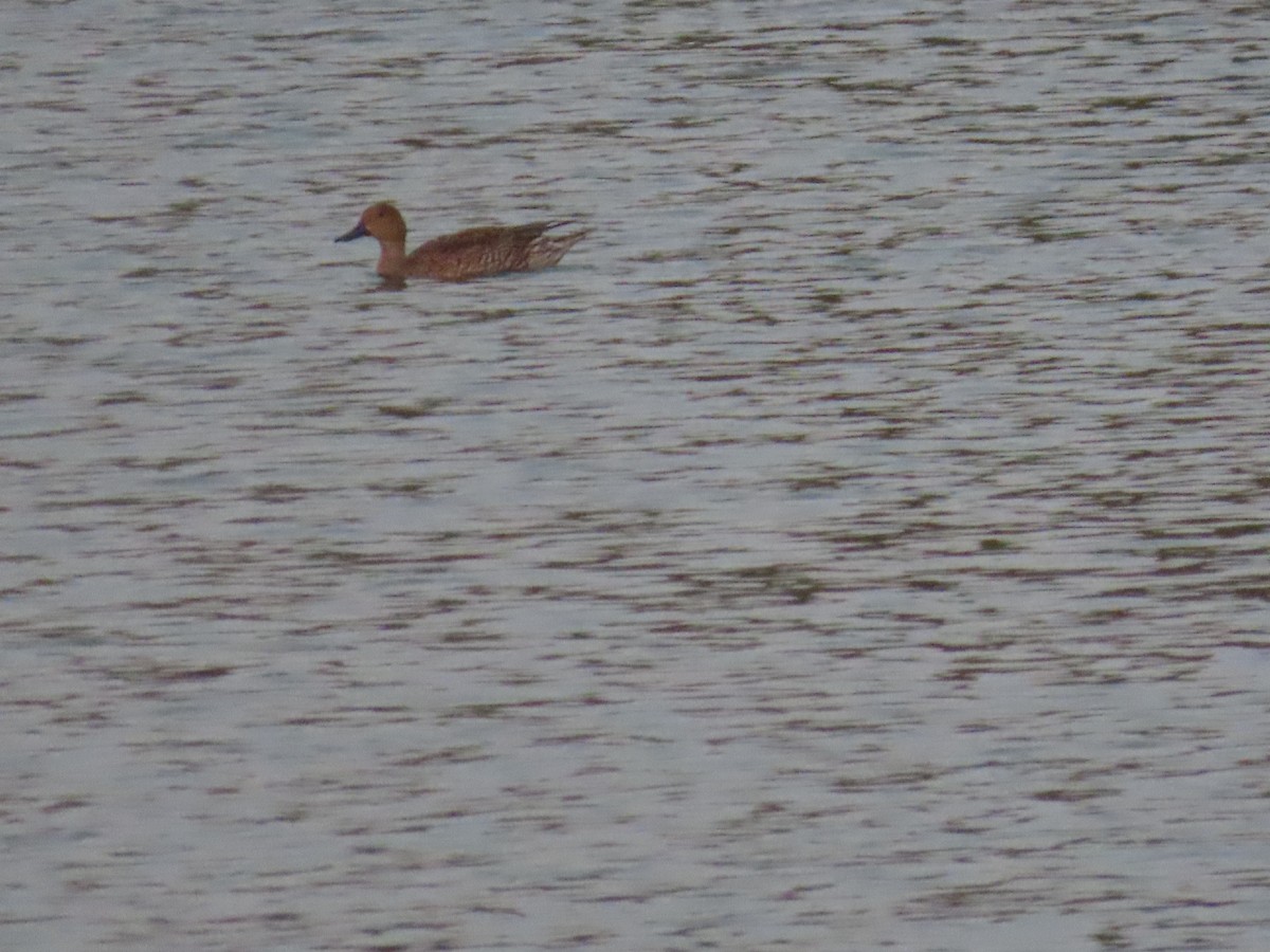 Northern Pintail - ML615945639