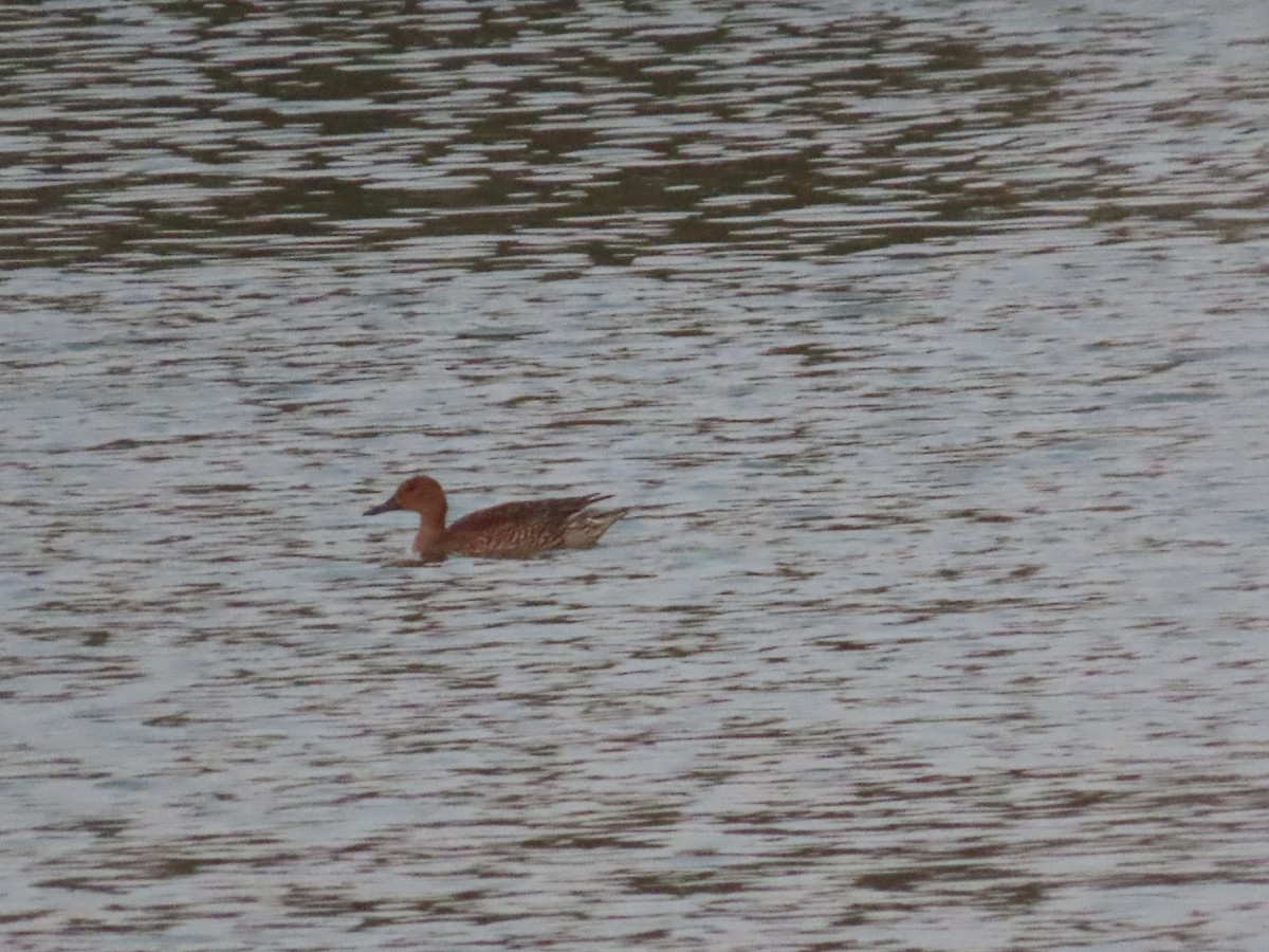 Northern Pintail - ML615945640