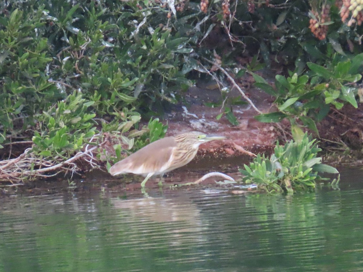 Squacco Heron - Ute Langner