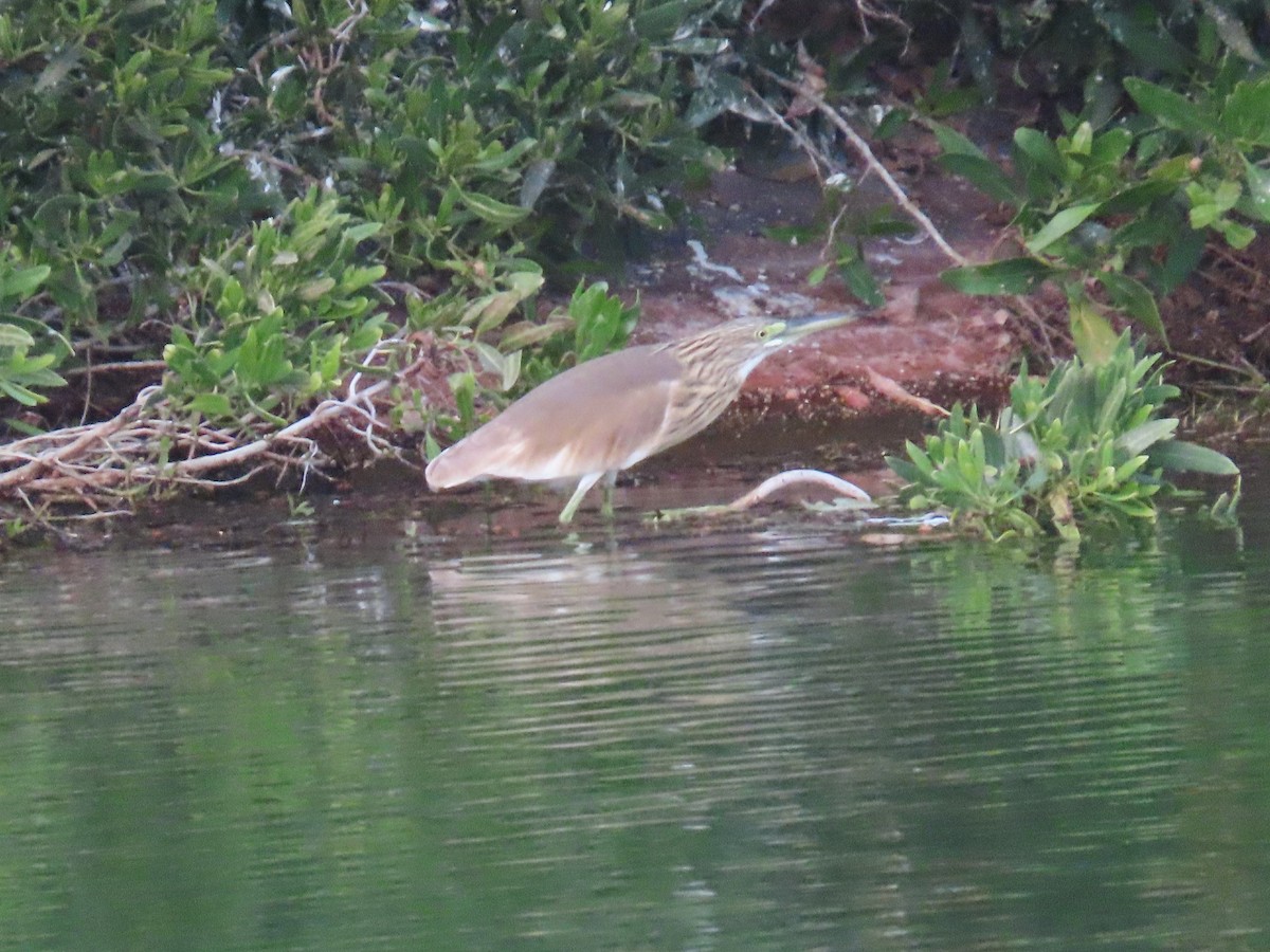 Squacco Heron - Ute Langner