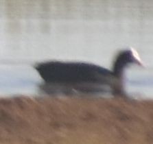 Eurasian Coot - Sally Anderson