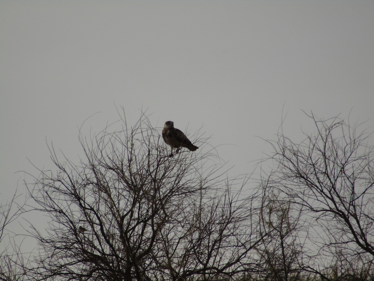 Short-toed Snake-Eagle - Beatriz Castaño