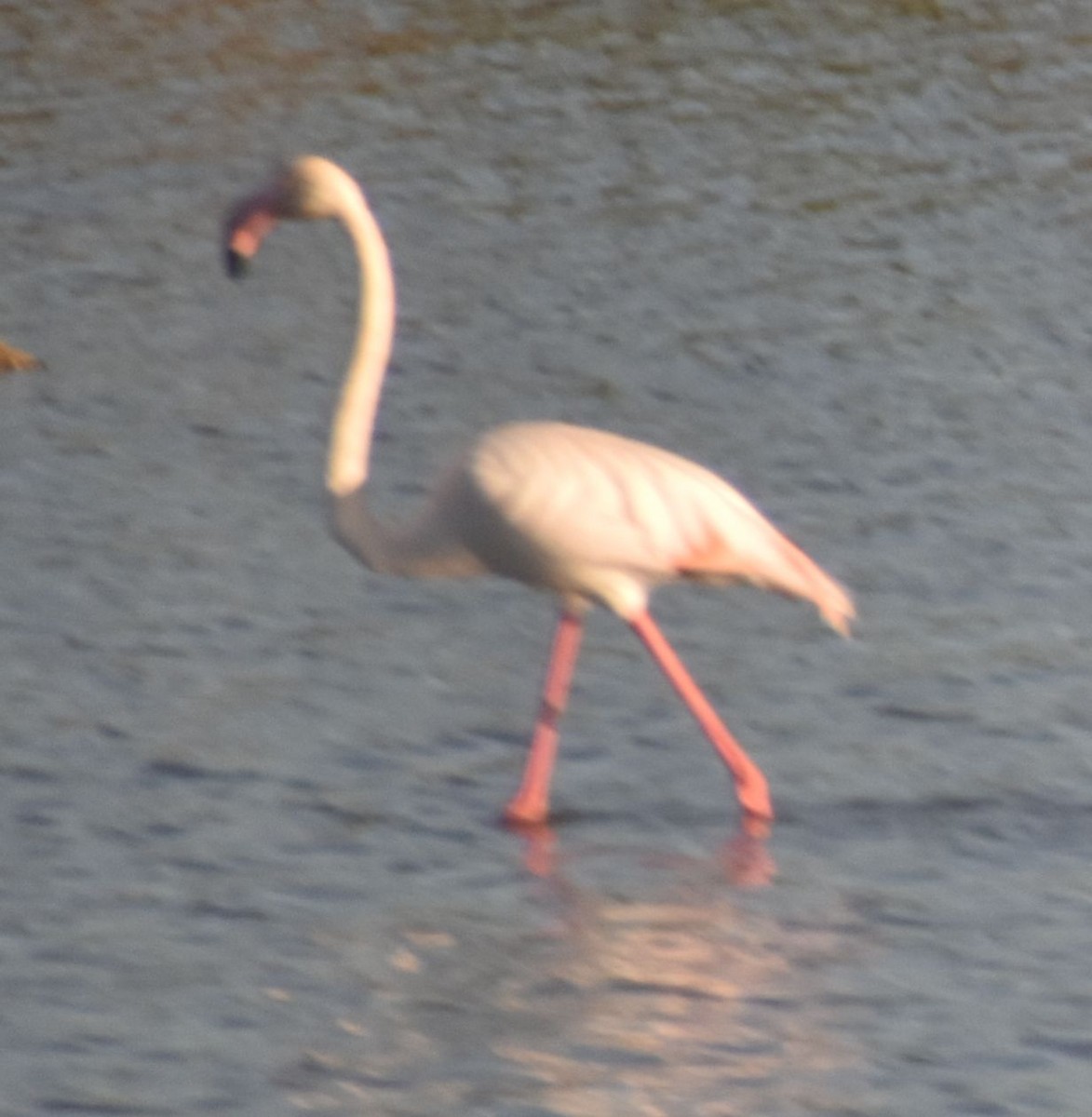 Greater Flamingo - Sally Anderson