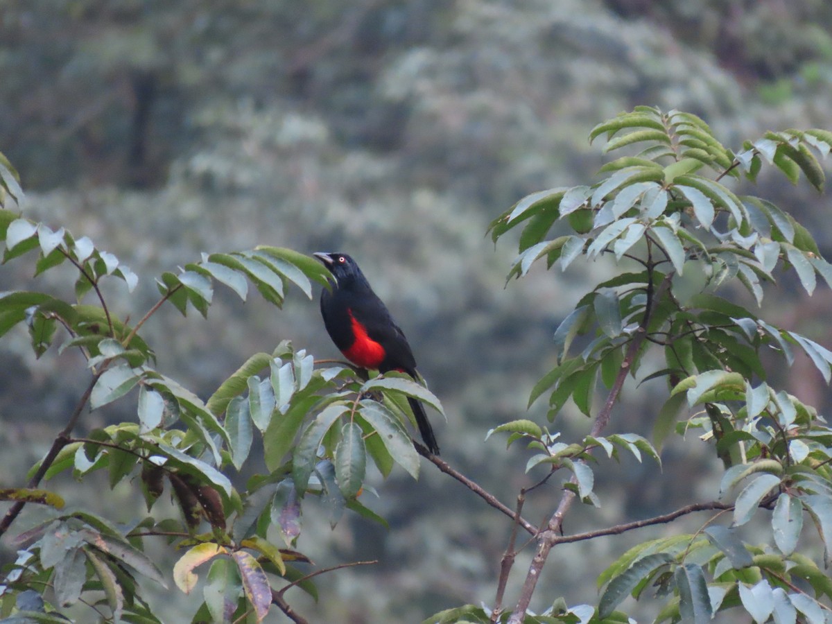 Red-bellied Grackle - Jose Martinez De Valdenebro