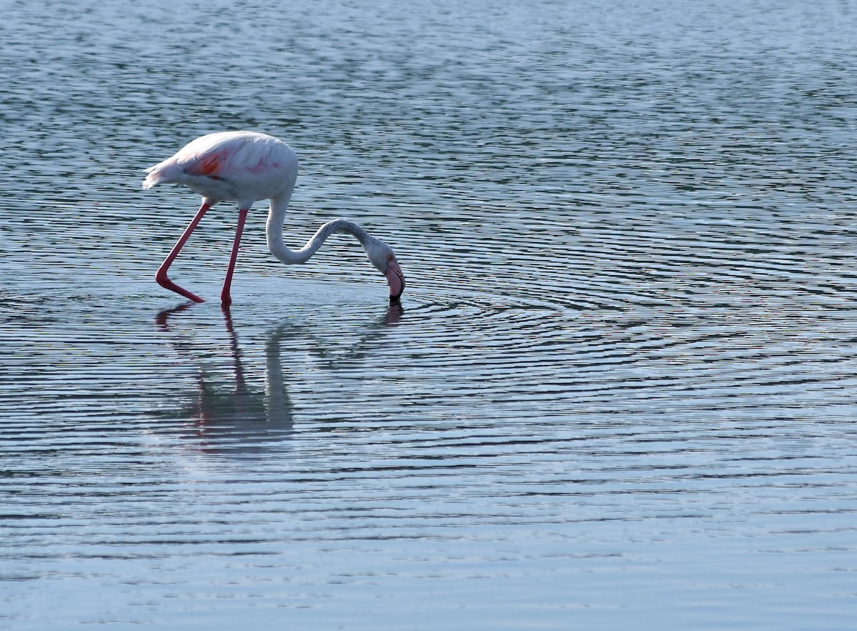 Greater Flamingo - ML615945758