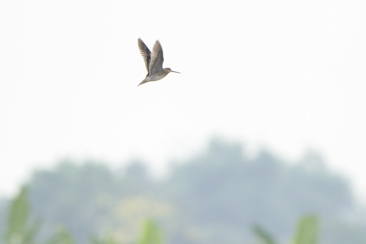 Pin-tailed Snipe - ML615945769