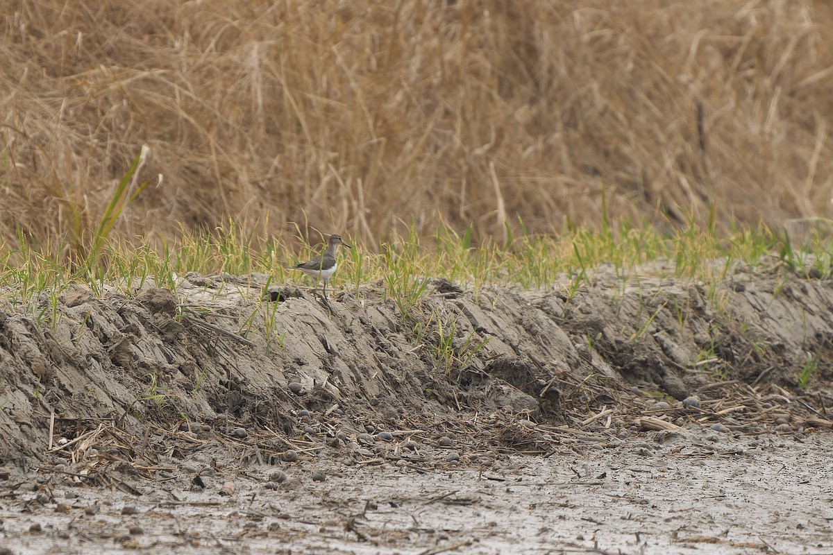 Common Sandpiper - ML615945771