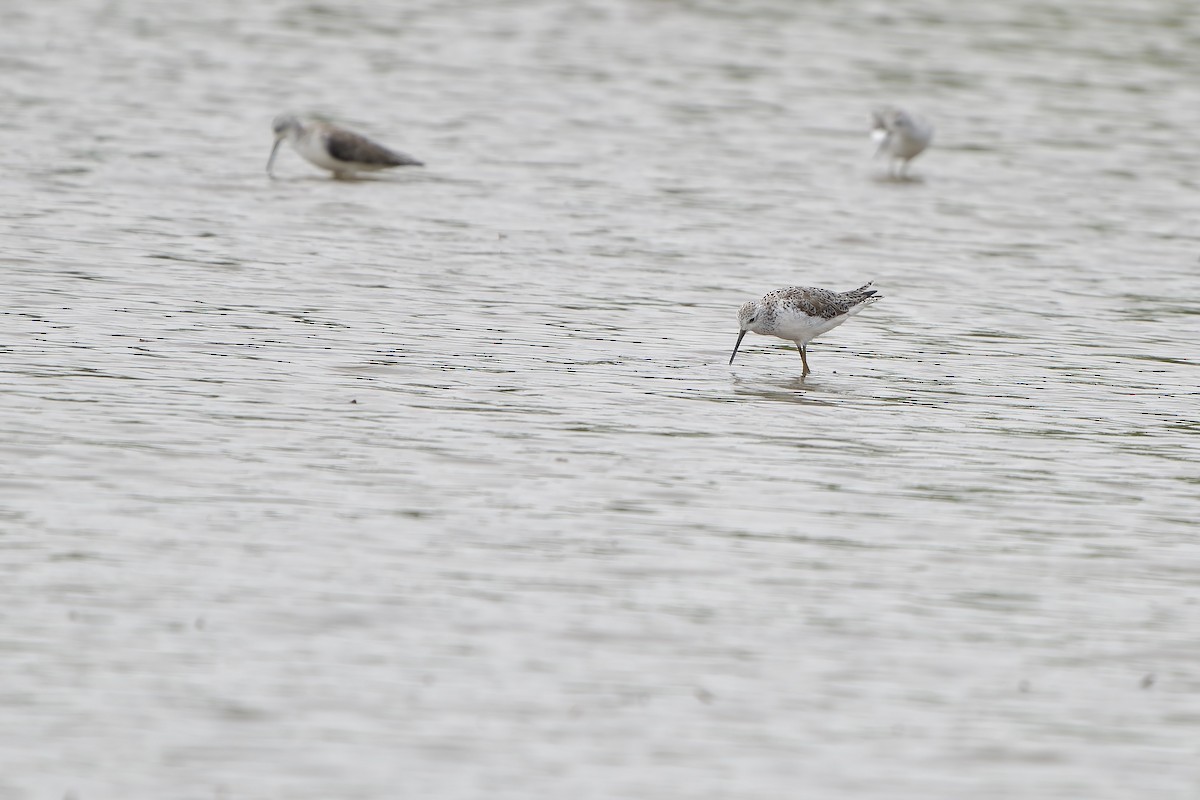 Marsh Sandpiper - ML615945773