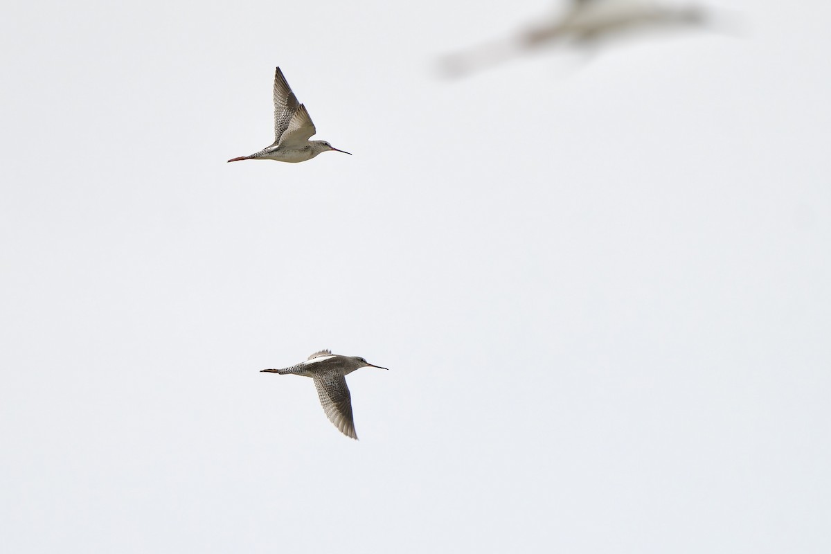 Spotted Redshank - ML615945777