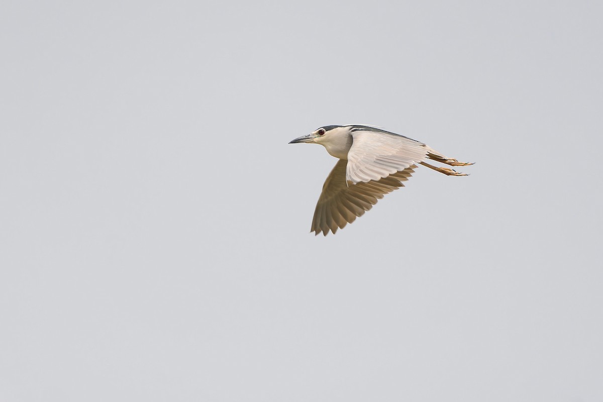 Black-crowned Night Heron (Eurasian) - ML615945778