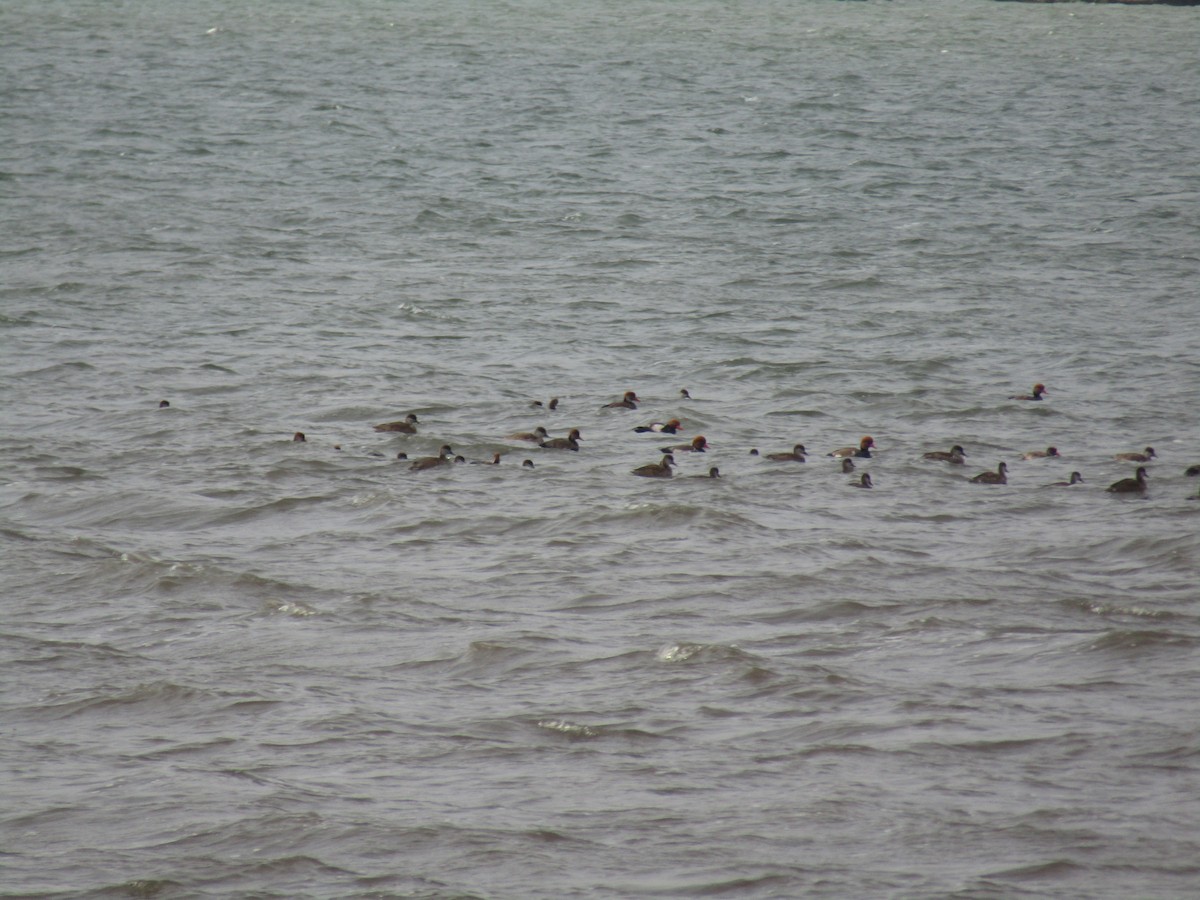 Red-crested Pochard - Beatriz Castaño