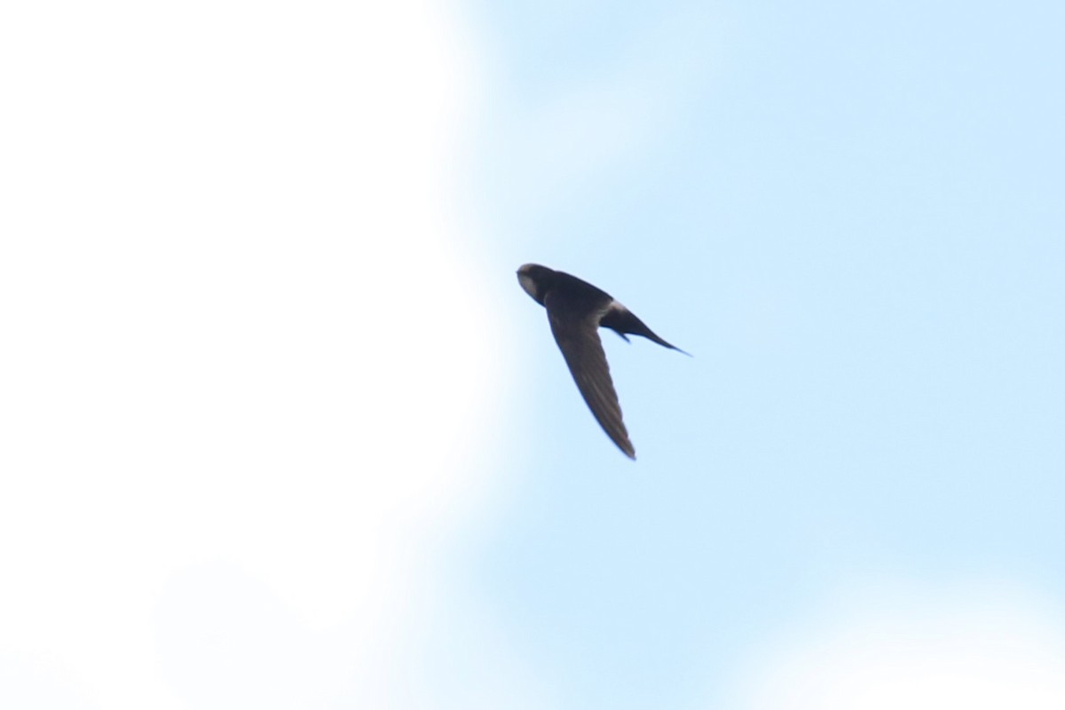 White-rumped Swift - Fikret Ataşalan