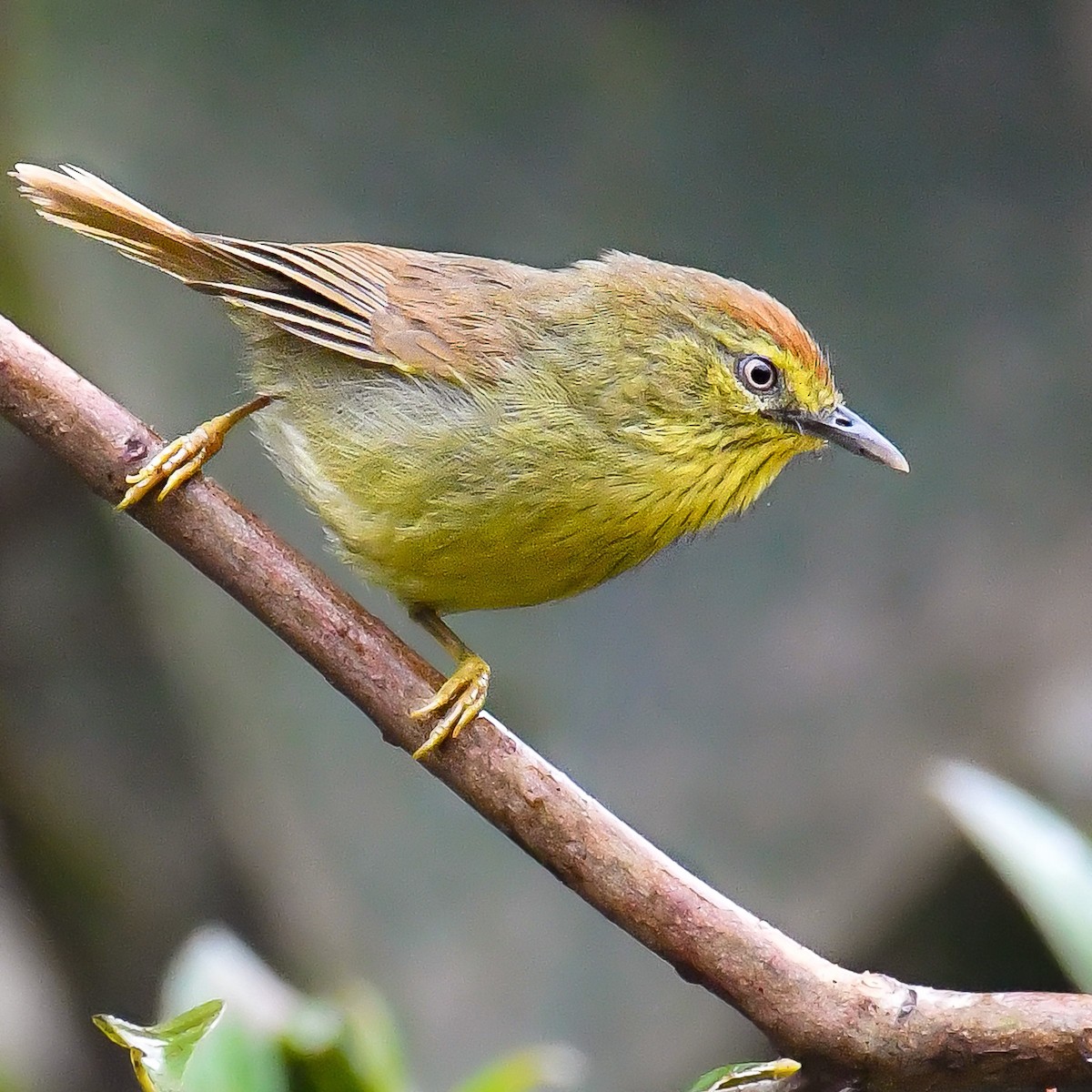 Pin-striped Tit-Babbler - Anuj Saikia